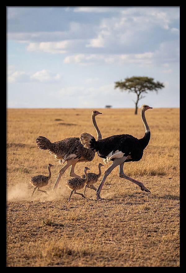 Ostrich Family Running Together