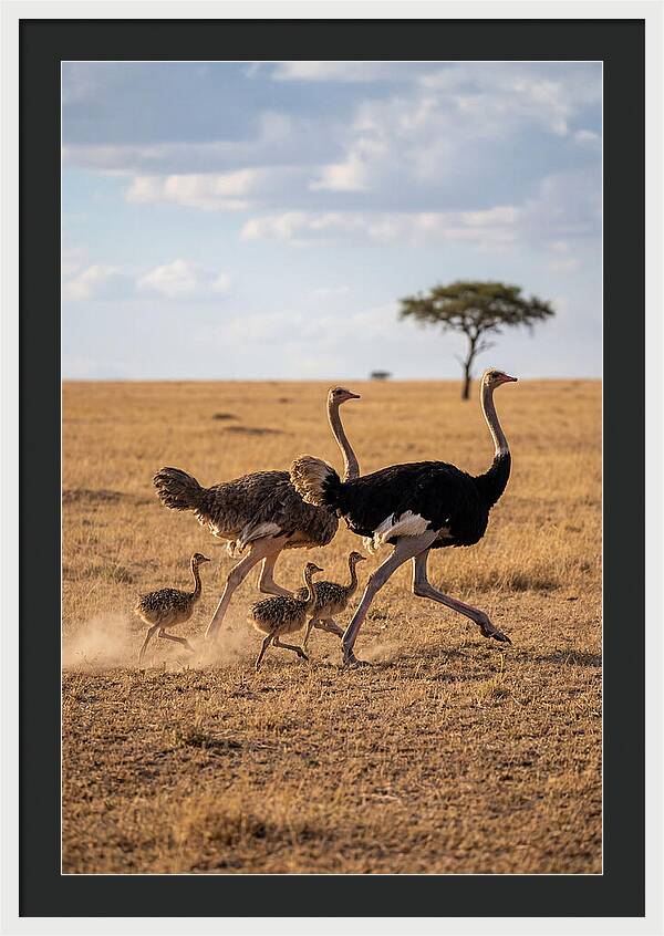 Ostrich Family Running Together