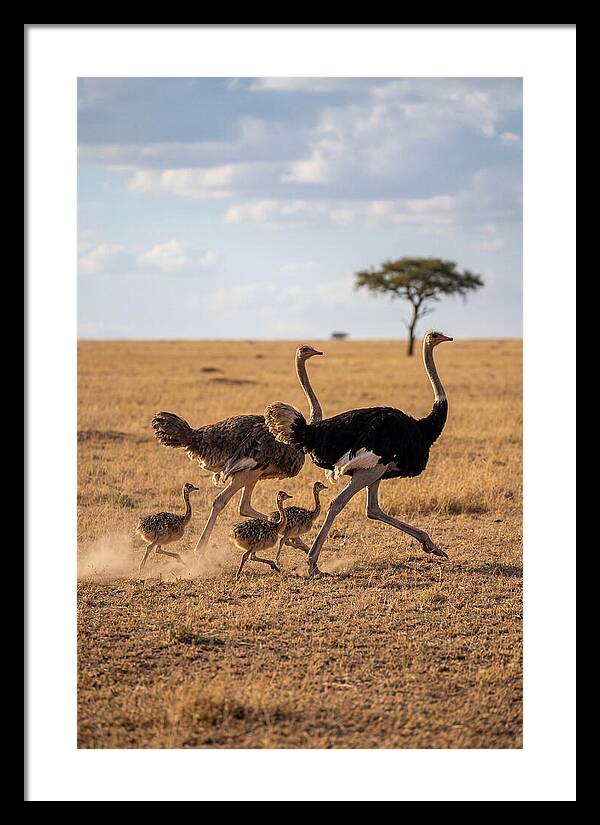 Ostrich Family Running Together