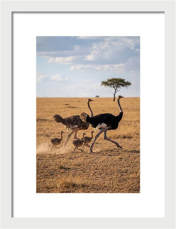Ostrich Family Running Together