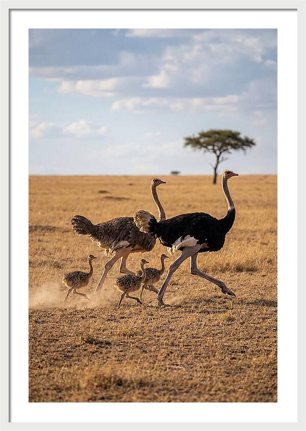 Ostrich Family Running Together
