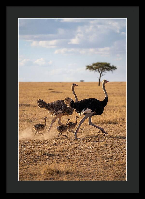 Ostrich Family Running Together