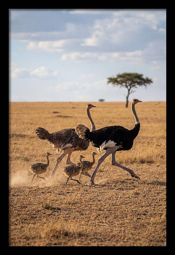 Ostrich Family Running Together
