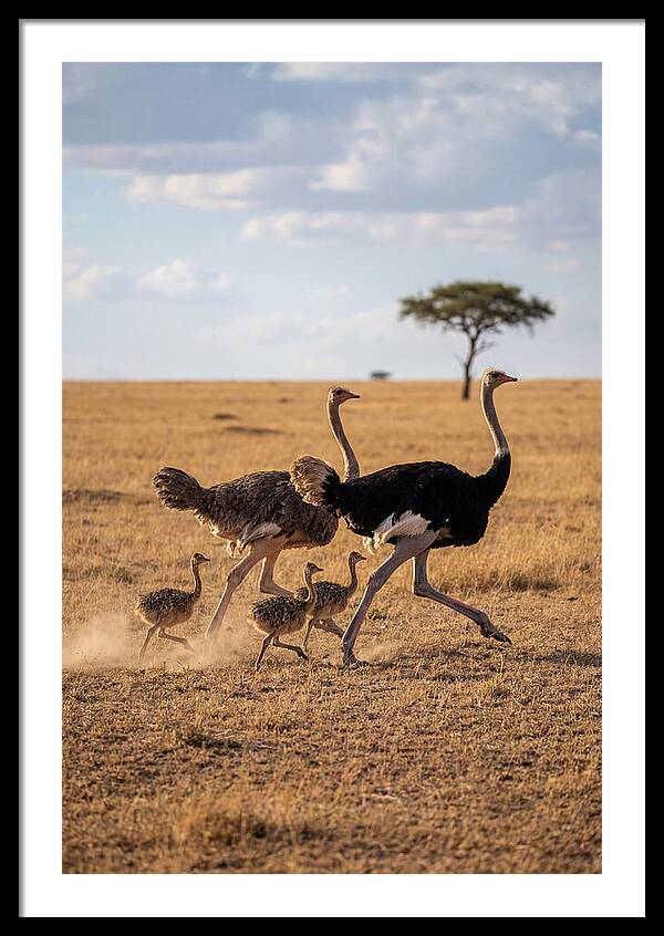 Ostrich Family Running Together