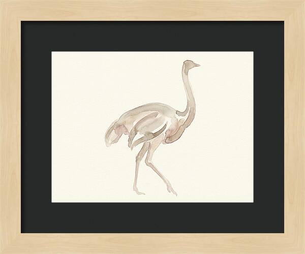 Ostrich In Soft Watercolor