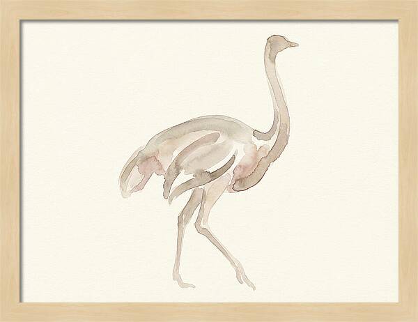 Ostrich In Soft Watercolor