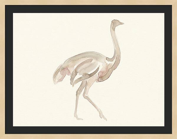 Ostrich In Soft Watercolor