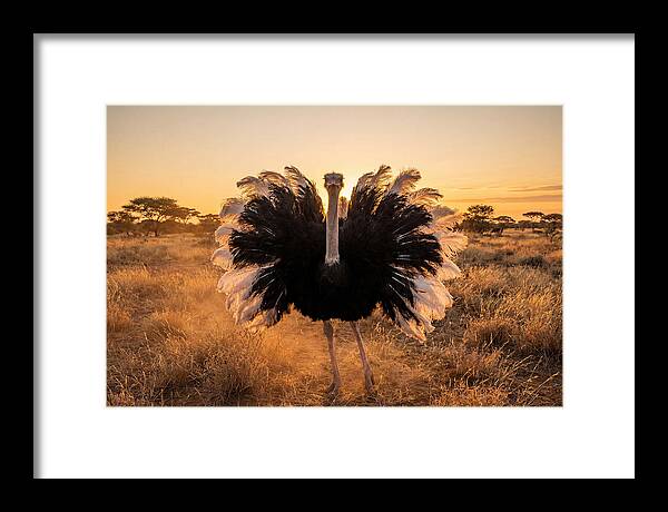 Ostrich Male Display At Sunset