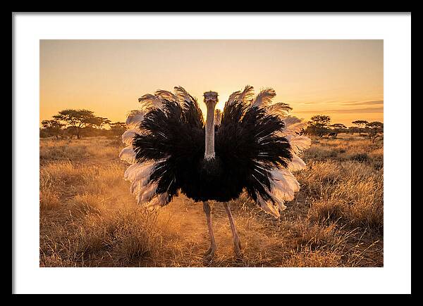 Ostrich Male Display At Sunset