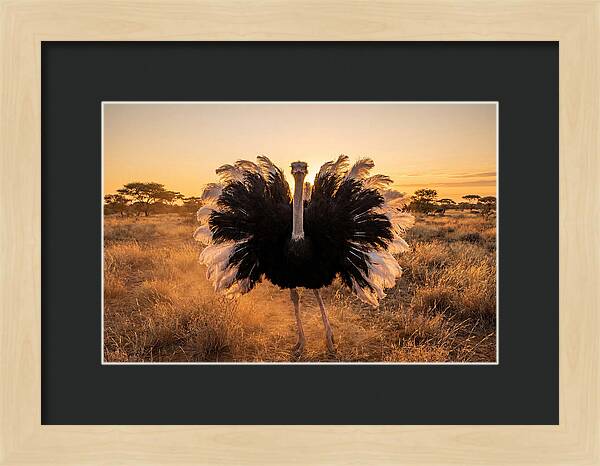 Ostrich Male Display At Sunset