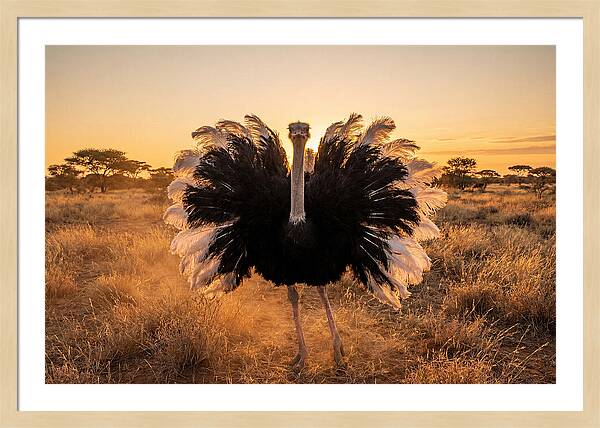 Ostrich Male Display At Sunset