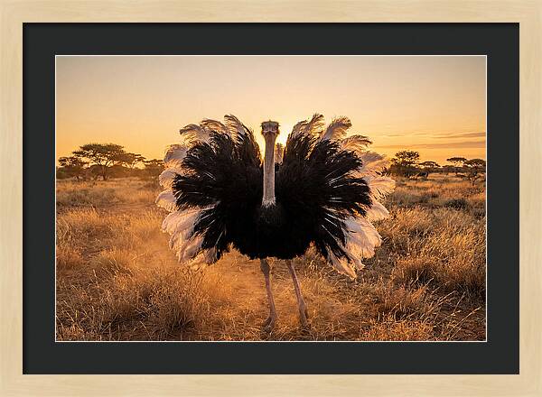 Ostrich Male Display At Sunset