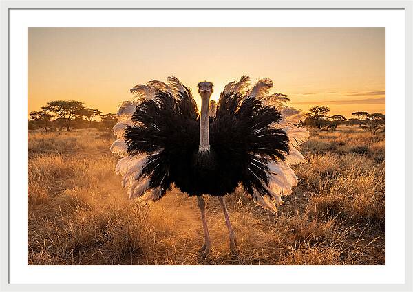 Ostrich Male Display At Sunset