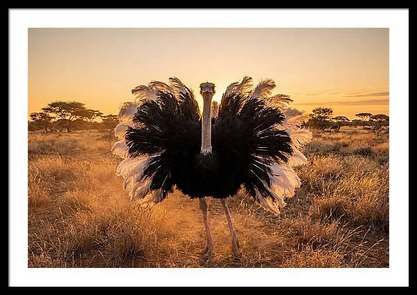 Ostrich Male Display At Sunset