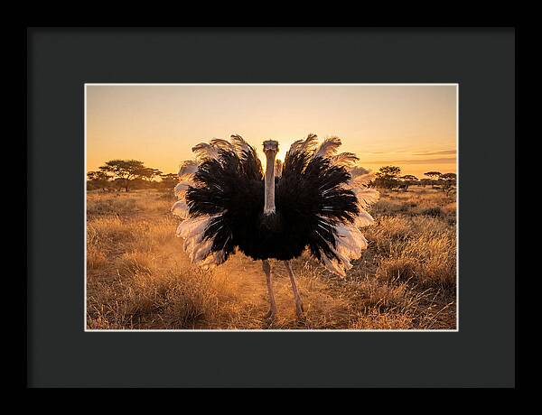 Ostrich Male Display At Sunset
