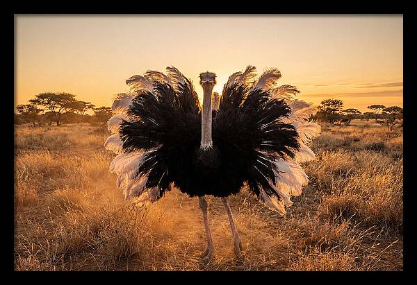 Ostrich Male Display At Sunset