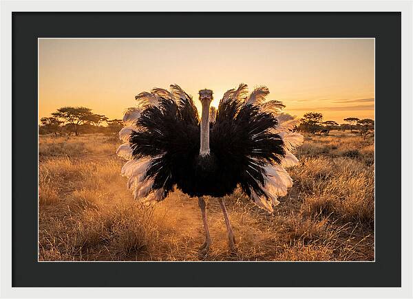 Ostrich Male Display At Sunset