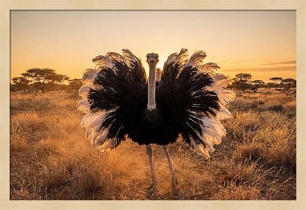 Ostrich Male Display At Sunset