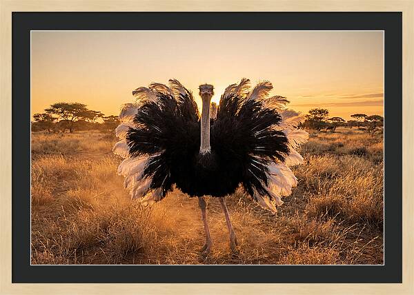Ostrich Male Display At Sunset