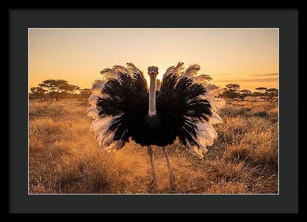 Ostrich Male Display At Sunset