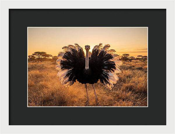 Ostrich Male Display At Sunset
