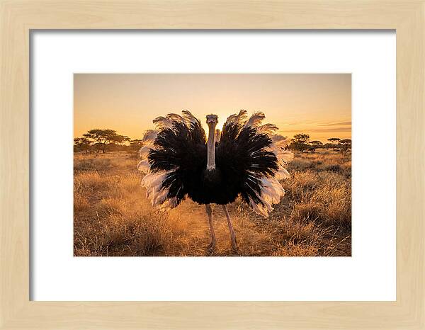 Ostrich Male Display At Sunset