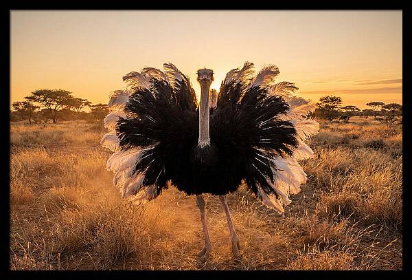 Ostrich Male Display At Sunset
