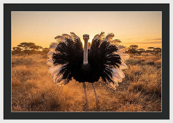 Ostrich Male Display At Sunset