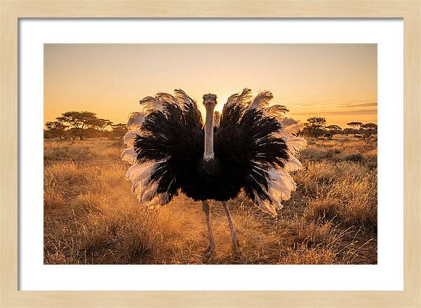 Ostrich Male Display At Sunset