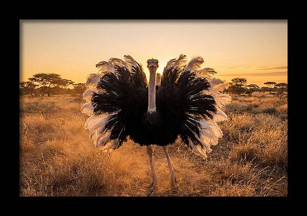 Ostrich Male Display At Sunset