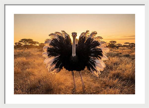 Ostrich Male Display At Sunset