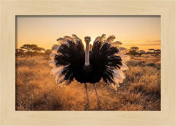 Ostrich Male Display At Sunset