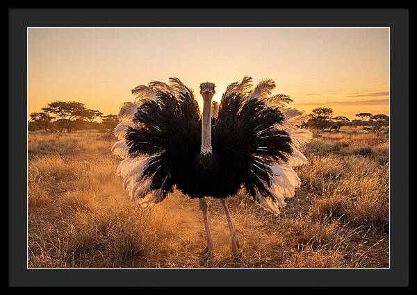 Ostrich Male Display At Sunset