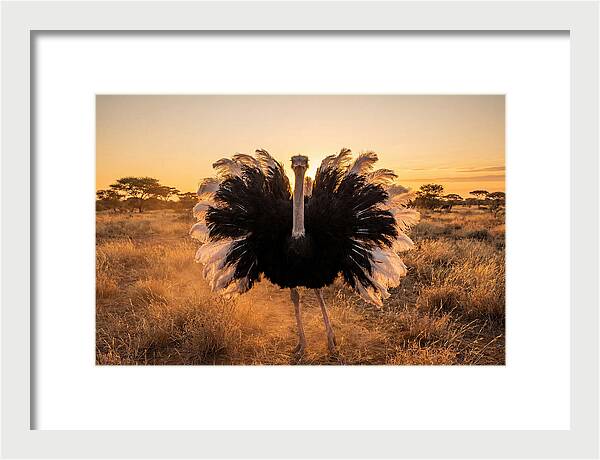 Ostrich Male Display At Sunset