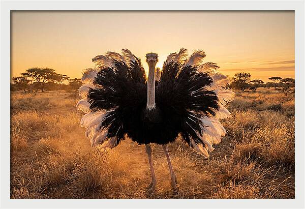 Ostrich Male Display At Sunset