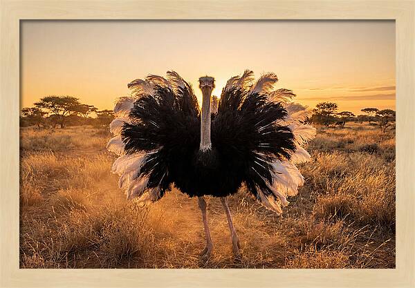 Ostrich Male Display At Sunset