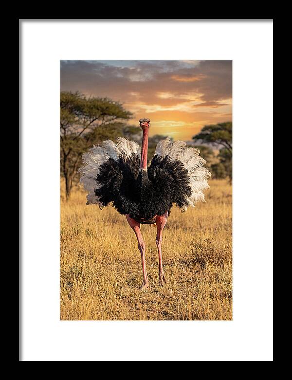 Ostrich Male Display