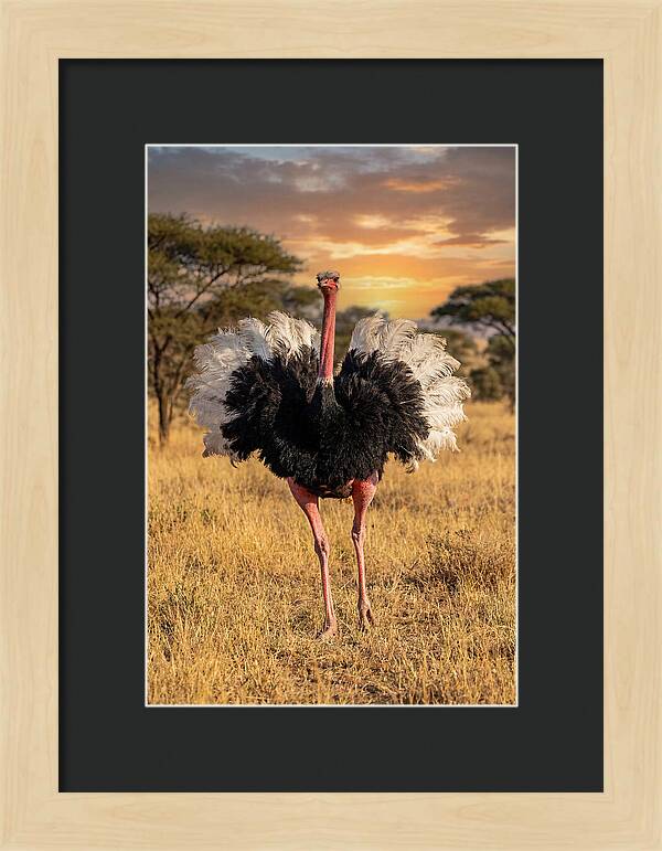 Ostrich Male Display