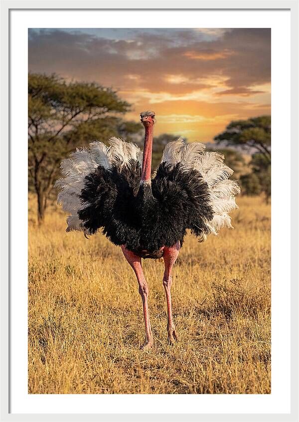 Ostrich Male Display