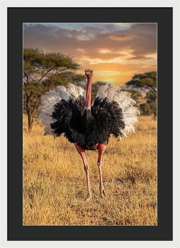 Ostrich Male Display