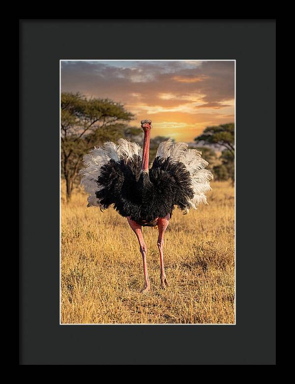 Ostrich Male Display