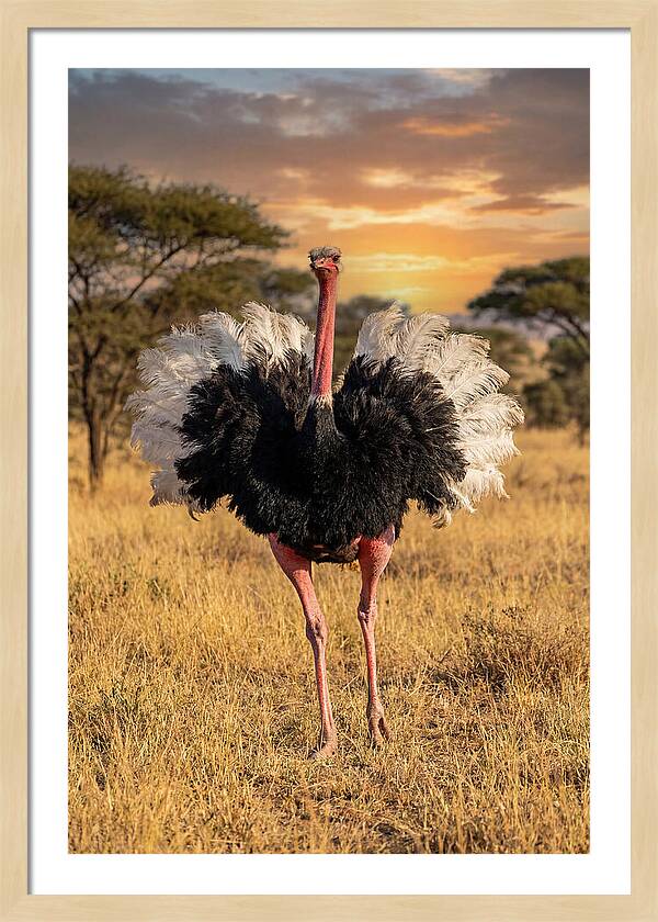 Ostrich Male Display