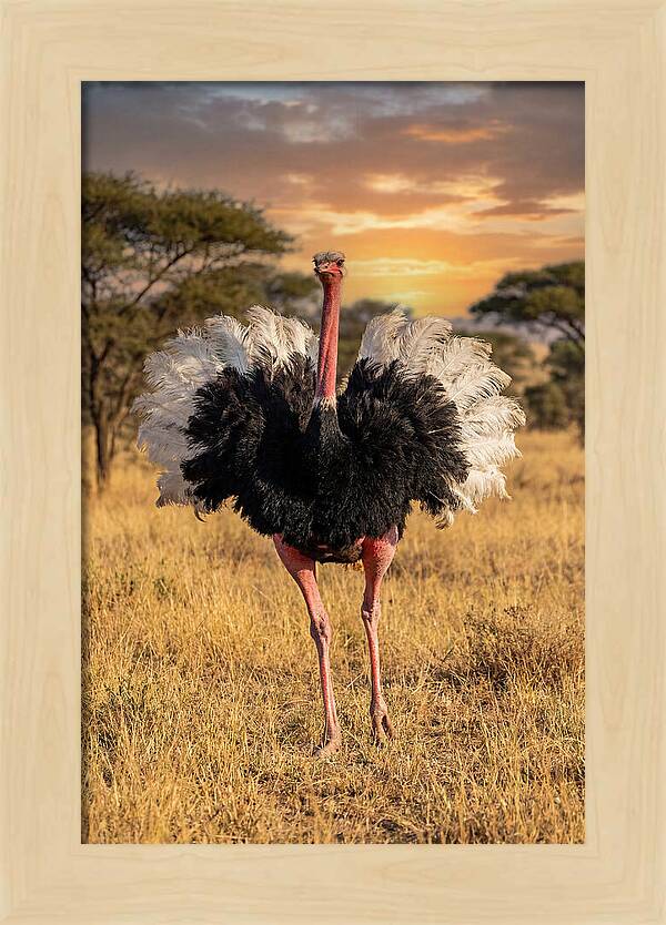 Ostrich Male Display