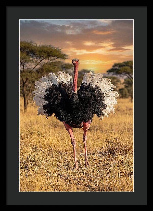 Ostrich Male Display