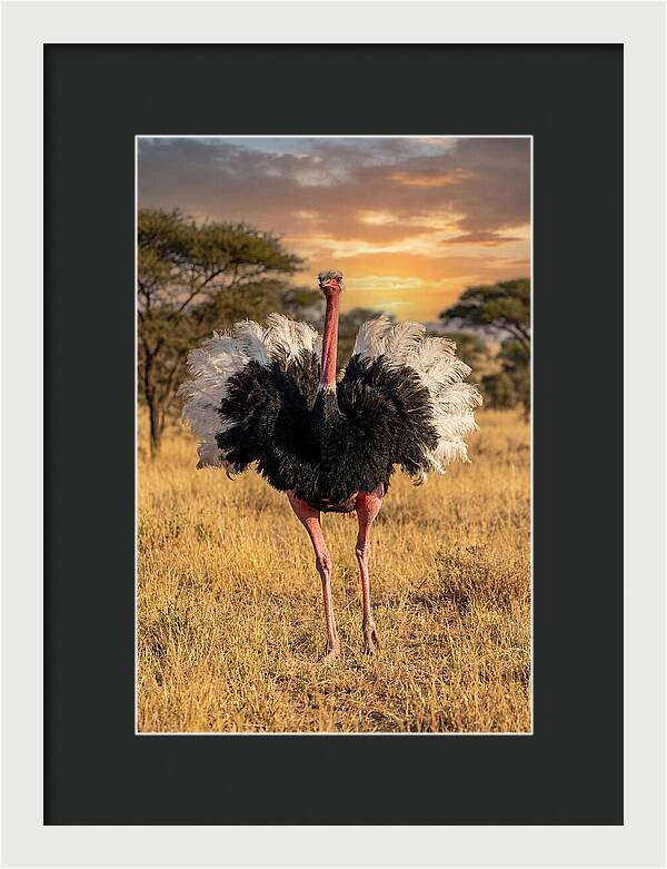 Ostrich Male Display