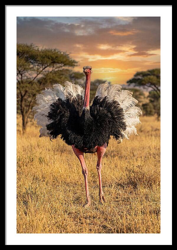 Ostrich Male Display