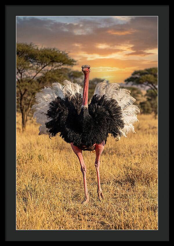 Ostrich Male Display
