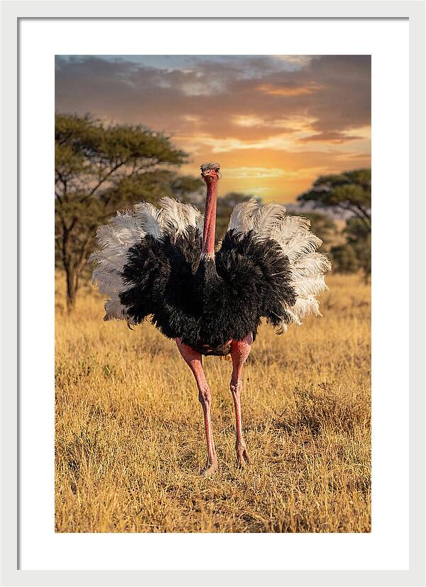Ostrich Male Display
