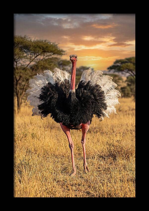 Ostrich Male Display