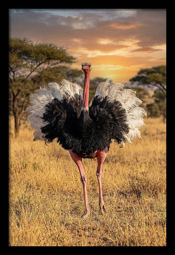 Ostrich Male Display